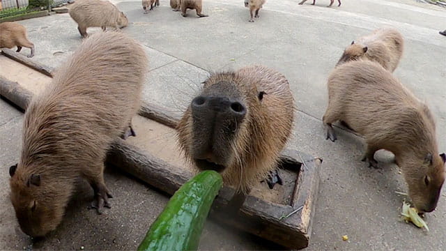 動画サムネイル