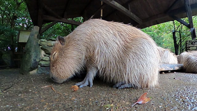 動画サムネイル
