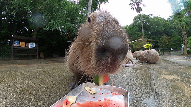 動画サムネイル