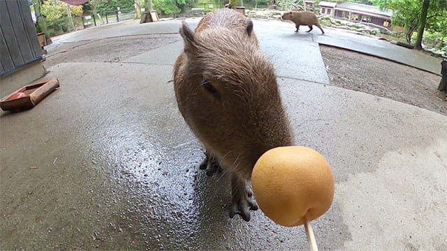 動画サムネイル