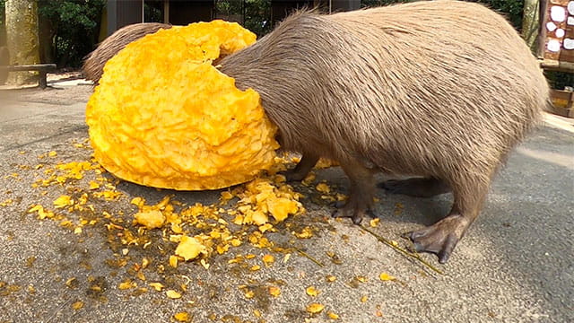 動画サムネイル