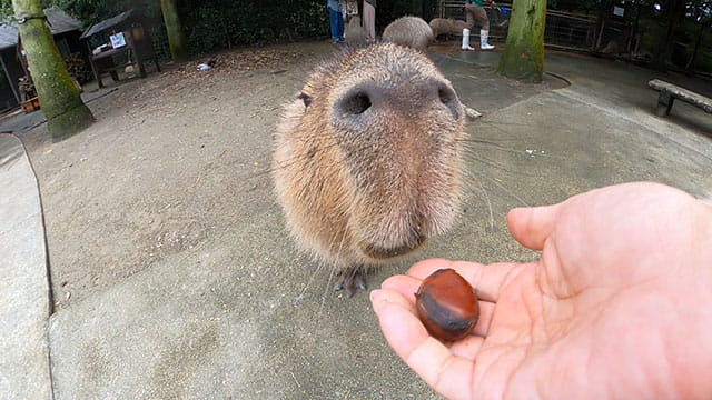 動画サムネイル