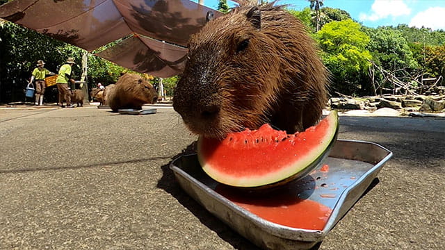 動画サムネイル