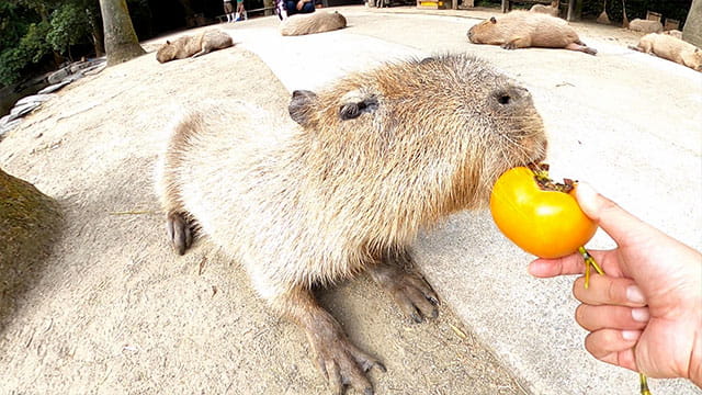 動画サムネイル