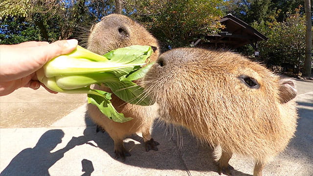 動画サムネイル