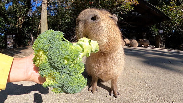 動画サムネイル