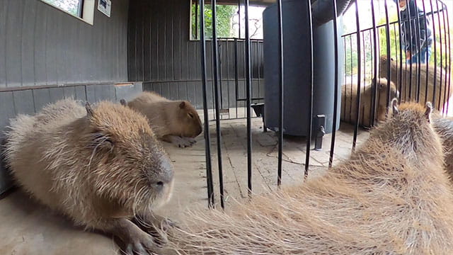 動画サムネイル