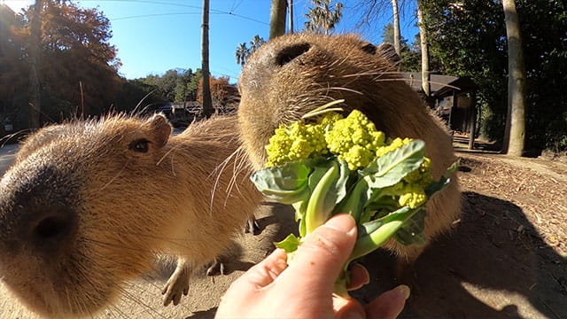 動画サムネイル
