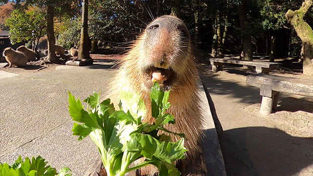 動画サムネイル