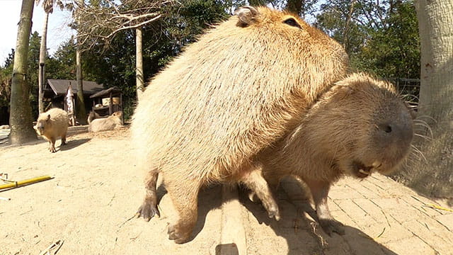 動画サムネイル
