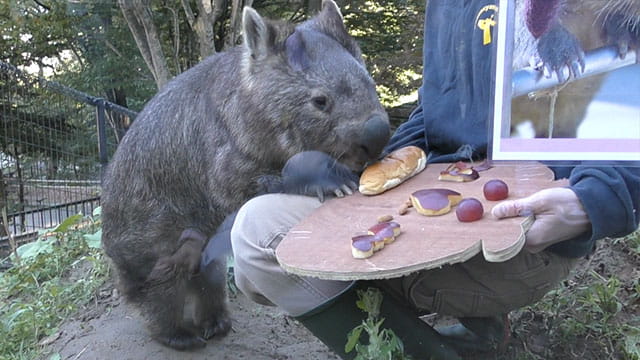 ヒメウォンバット ウォレス モモコ メンバーどうぶつ紹介 みんなのダーウィン どうぶつえん すいぞくかん