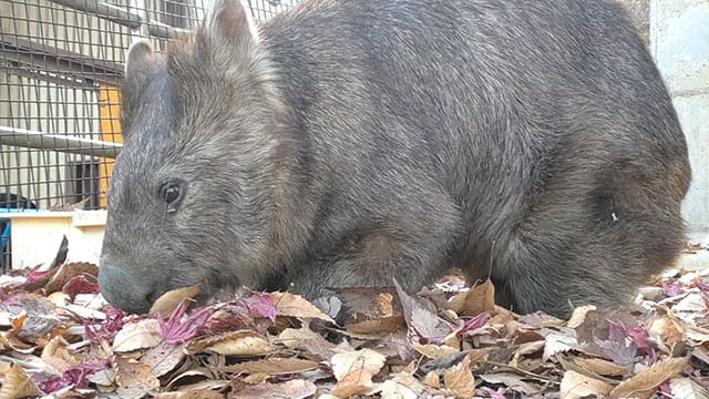 ウォンバットの冬 外で遊んできた後は飼育員さんのヒザの上で甘え