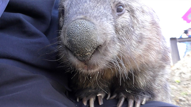動くぬいぐるみ ウォンバットが穴にハマる激レアショット みんなのダーウィン どうぶつえん すいぞくかん